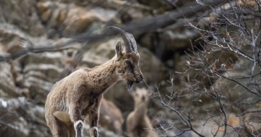 Munzur Vadisi: Doğanın Korunması ve Yaban Hayatın Zenginliği