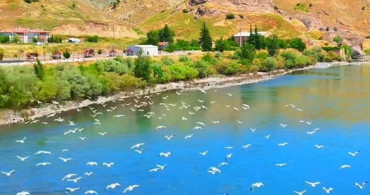 Murat Nehri'nde martıların görsel şöleni