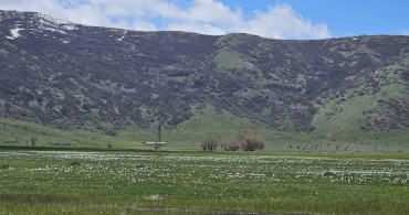 Muş Ovası'nda Baharın Coşkusu: Çiğdemler Açtı