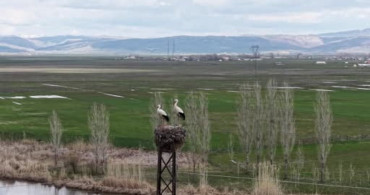 Muş Ovası'nda Leylekler Kuluçka Dönemine Girdi