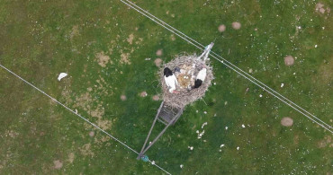 Muş Ovası'nda Leyleklerin Bahar Müjdesi