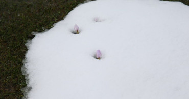Muş Ovası'ndaki Baharın Habercisi Çiğdemler Kar Altında