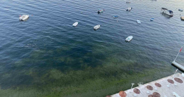 Müsilajın ardından Gemlik Körfezi'nde sevindiren görüntüler