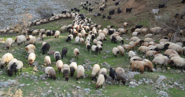 Muş'ta Besicilerin Sıcak Bölgelere Yolculuğu Başladı
