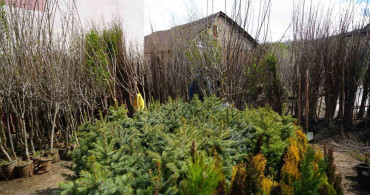 Muş'ta Fidan Satışları Başladı