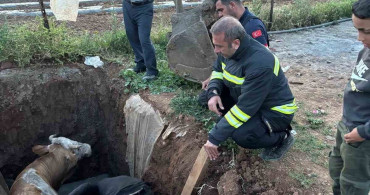 Muş'ta Foseptik Çukuruna Düşen İnek Kurtarıldı