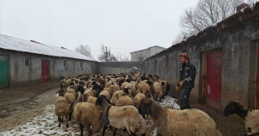 Muş'ta Hayvancılık Devlet Destekleriyle Gelişiyor