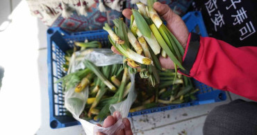 Muş'ta İhtiyaç Sahiplerine Yönelik Askıda Çiriş Otu Uygulaması
