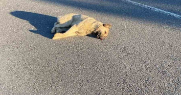 Muş’ta Otomobilin Çarptığı Köpek Telef Oldu