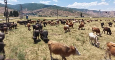 Muş’ta sıcaklarda mandaların nehirdeki serinleme anları