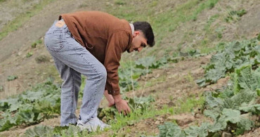 Muş'ta Yayla Muzu Hasadı Başladı