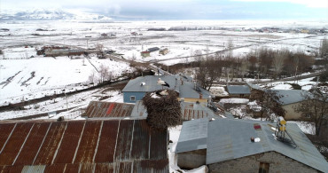 Muş'taki Leylekler: 44 Yıldır Aynı Yuvada