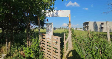 Muş'un Hasköy İlçesinde Çilek Hasadı: Üretici ve Tüketici Kazanıyor