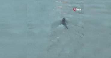Nesli koruma altında olan su samuru ve yunus balıkları görüntülendi