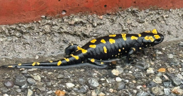 Nesli Tehlikede: Sarı Benekli Semender Hatay'da Görüntülendi