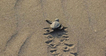 Nesli Tükenme Tehdidi Altında Olan 543 Bin 704 Caretta Caretta Yavrusu Denizle Buluştu