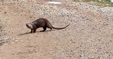 Nesli Tükenme Tehlikesi Altındaki Su Samuru Siirt'te Görüntülendi