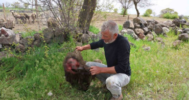 Nevşehir'de Kurt Saldırısı: 40 Koyun Telef Oldu