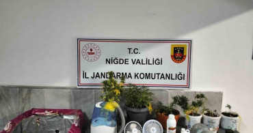 Niğde'de Yasadışı Kenevir Operasyonu