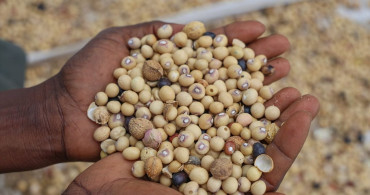 Nijerya'nın Argungu Tahıl Pazarı: Ticaretin Merkezi