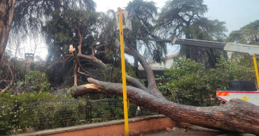 Ödemiş'te Devrilen Çam Ağacı Okulun Duvarına Zarar Verdi