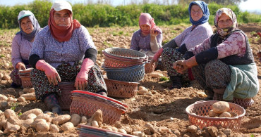 Ödemiş'te Patates Hasadı ve Ekim Zamanı Çatışıyor