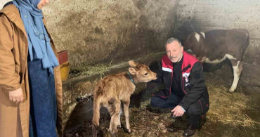 Of İlçesinde Jersey Irkı İnek Dağıtımı İle Hayvancılıkta Yeni Dönem