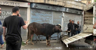 Öfkeli Dana, Yaşlı Adamı Savurdu