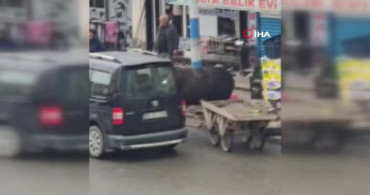 Öfkeli Manda Paniğe Neden Oldu