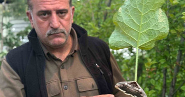 Oltu'da Dev Baykuş Kelebeği Bulundu