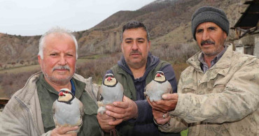 Oltu'da Geleneksel Baskın Keklik Yöntemiyle Çevre Koruma