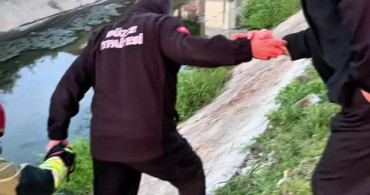 Ölümden D dönen Yavru Kedilere Süt Anne Desteği