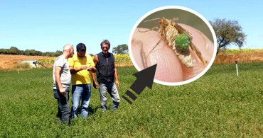 Önce Trakya’da ortaya çıkmıştı şimdi o ilde de görüldü: Çayır tırtılı giderek yayılıyor