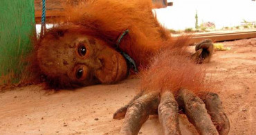 Orangutanlara Tecavüz Ediliyor!