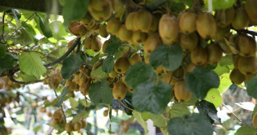 Ordu Kivisinin Kilogram Fiyatı Belli Oldu