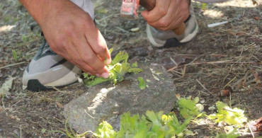 Ordu'da fındık için rekolte tespit çalışmaları başladı
