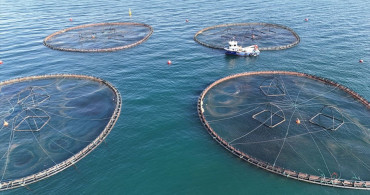 Ordu'da Kafes Balıkçılığı: 2025'te 6 Bin Ton Üretim Gerçekleşti