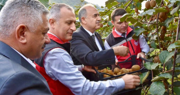 Ordu'da Kivi Hasat Sezonu Açıldı