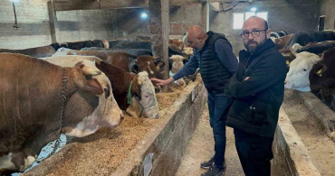 Ordu'da Kurbanlık Hayvan Pazarlarında Hareketlilik Artıyor