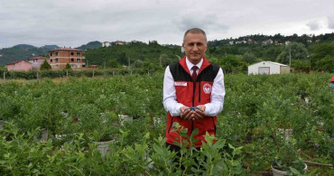 Ordu'da maviyemiş hasadı başladı