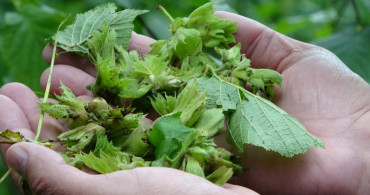 Ordu’da Yağan Dolu Fındık Rekoltesine Etkiledi