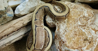 Ordu'da Yasa Dışı Piton Yılanı Ele Geçirildi