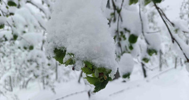 Ordu'da Zirai Don Uyarısı
