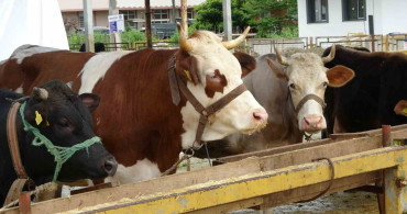 Ordu'daki Besiciler Gurbetçileri Bekliyor