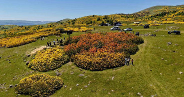 Ordu’nun Kırkızlar mevkisinde orman gülleri çiçek açtı