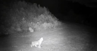 Ormanın Hayaleti: Çankırı'da Vaşak Görüntülendi