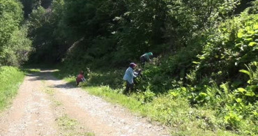 Ormanların gizli hazinesi: kaldirik otu toplama mesaisi başladı