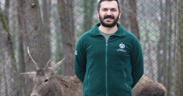 Ormanya'daki Kızıl Geyikler İzleniyor