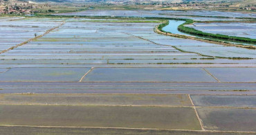 Osmancık'ta Çeltik Ekim Sezonu Başladı