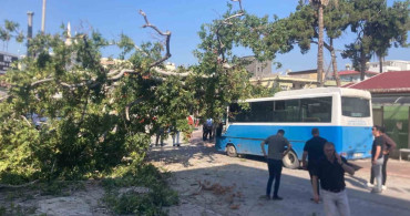 Osmaniye'de çınar ağacı halk otobüsünün üzerine devrildi